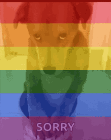 Gay Dog GIF - Gay Dog Sorry GIFs