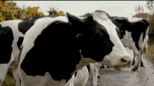 Cow GIF - Cows Gum Chew GIFs