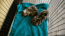 Chilling Inside Cage GIF