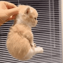 a person is petting a small orange kitten in front of a window .