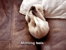 Cute Puppy Does Not Want To Wake Up. GIF - Puppy Wake Up Good Morning GIFs