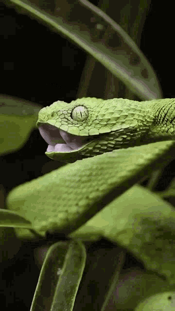snake bite gif