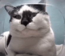Cat Cat Meme GIF - Cat Cat Meme Hello Street Cat GIFs