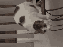 Goghcat GIF - Goghcat GIFs