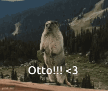 Woodchuck Otto GIF - Woodchuck Otto Yelling Animal GIFs