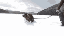 雪　スキー　遊ぶ　秋田犬 可愛い犬　わんちゃん GIF - Akita Snow Play GIFs