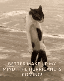 Hurricane Funny Animals GIF - Hurricane Funny Animals Funny Cat GIFs
