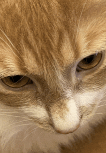 Cat Funny Cat GIF - Cat Funny Cat Cute Cat GIFs