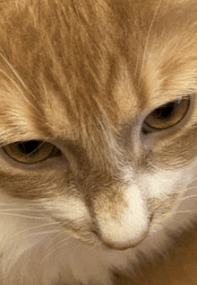 Cat Funny Cat GIF