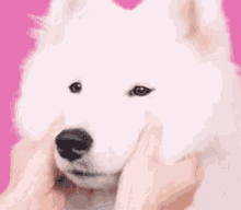 もちもち　可愛い犬　わんちゃん GIF - Mochimochi Dog GIFs