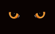 Cat Eyes Creepy GIF - Cat Eyes Eyes Cat GIFs