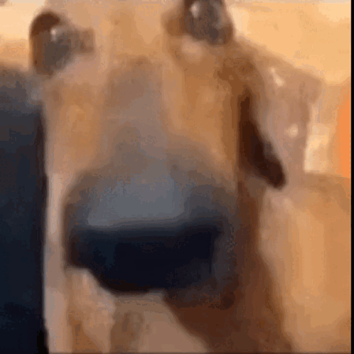 My Honest Reaction Dog GIF - My honest reaction Dog Timerfy