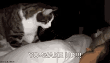 cat wake up hooman get up kitty