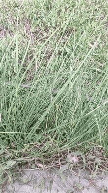 Zonngster Zonngster Grass GIF - Zonngster Zonngster Grass Grass GIFs