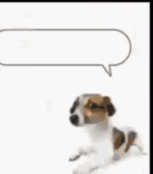 Funny Dog GIF - Funny Dog Meme GIFs