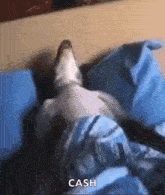Sleeping Dog GIF - Sleeping Sleep Dog GIFs