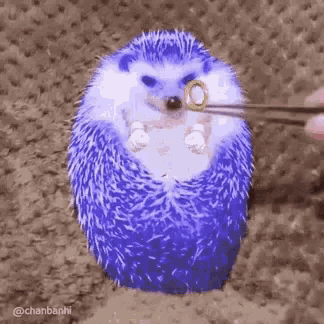 Funny Animals Hedgehog GIF - Funny Animals Hedgehog Fat - Discover & Share  GIFs