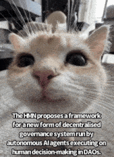 a cat with a caption that says the hmn proposes a framework for a new form of decentralized governance system run