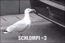 Schlommod Schlompi GIF - Schlommod Schlompi Lommi GIFs