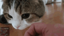 a close up of a cat 's face with a person 's hand petting it and a few messages on the screen