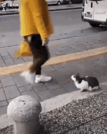 Gato Pendenciero Fighting Cat Peleador GIF