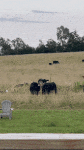 a group of cows grazing in a grassy field with a chair in the foreground