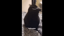 Cat Helicopter GIF - Cat Helicopter GIFs