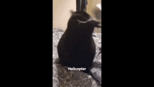 a dog and a cat are playing on a bed with the word helicopter written on the bottom of the screen .