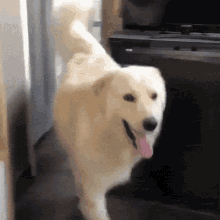 Dog Walking In Golden Retriever GIF - Dog Walking In Golden Retriever Golden Retriever Awkward GIFs