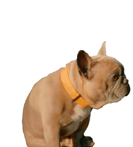 goyard french bulldog