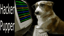 Hacker Pupper Hacker GIF - Hacker Pupper Hacker Pupper GIFs