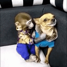 Monkey Dog GIF - Monkey Dog Love GIFs