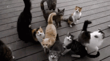 Herding Cats GIFs | Tenor