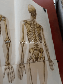 a drawing of a human skeleton with the words tolik abebeacia written on the bottom