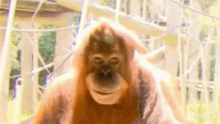 Monke Monkey GIF - Monke Monkey Stare GIFs
