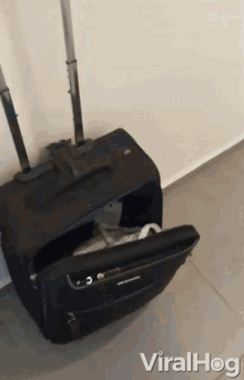 Luggage Trip GIF - Luggage Trip Funny Cat GIFs