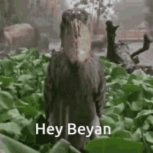 a bird with a large beak is standing in a field of leaves and says hey beyan .