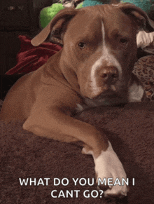 a brown and white dog laying on a blanket with the words " what do you mean i cant go " below it