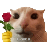 a cat is holding a banana and a rose in its mouth .