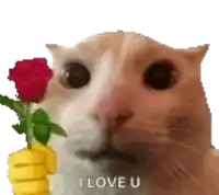 a cat is holding a banana and a rose in its mouth .