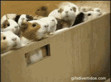 Release GIF - Release Hamsters GIFs