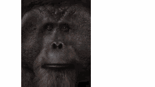 Maurice Planet Of The Apes GIF - Maurice Planet Of The Apes Rise Of The Planet Of The Apes GIFs