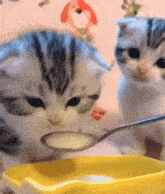 Cat Eating GIF - Cat Eating Car GIFs