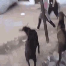 Goat Charge GIF - Goat Charge Funny GIFs