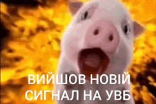 a picture of a pig with its mouth open in front of fire
