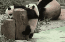 Panda Struggle GIF - Stru Panda Fail GIFs