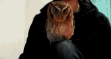 Owl Owl Still See You GIF - Owl Owl Still See You Peak A Boo GIFs