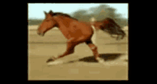 Run Horse GIF - Run Horse In A Hurry GIFs