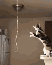 balancing cat cant take it trying to reach catsdoingthings