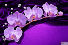 a purple background with purple flowers and pearls